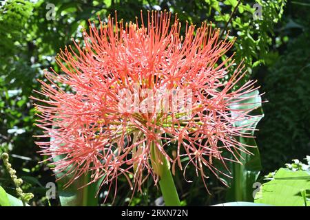 Closeup side view of a globe shaped red flower inflorescence known as the Fireball lily (Scadoxus Multiflorus) bloom in the garden Stock Photo