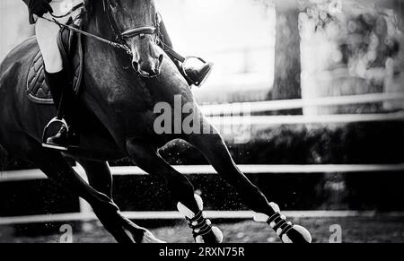 This is a black- white photo of a horse galloping at a competition, kicking up dust as it moves. The bright sun shines down on the horse and rider. Th Stock Photo