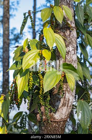 Black pepper plant , Kerala, India Stock Photo