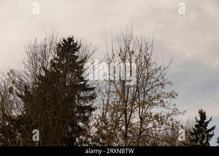 the beginning of spring in the park with coniferous trees Stock Photo