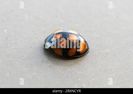 ladybug on a brown background. Stock Photo