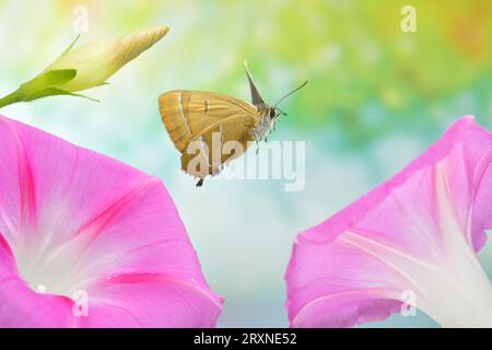 Brown hairstreak (Thecla betulae) in flight over the flowers of a showy bindweed (Ipomoea) Stock Photo