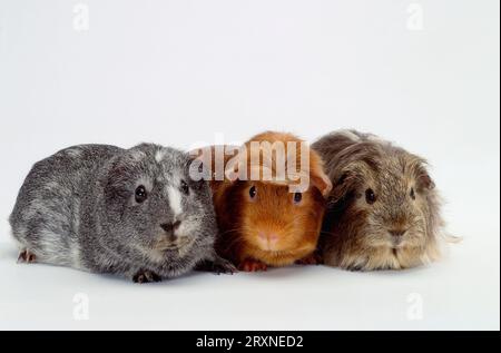 Smooth guinea pig silver-agouti white, Crested guinea pig slate-blue-gold-argente and Sheltie guinea pig, cream-agouti, Crested guinea pig Stock Photo