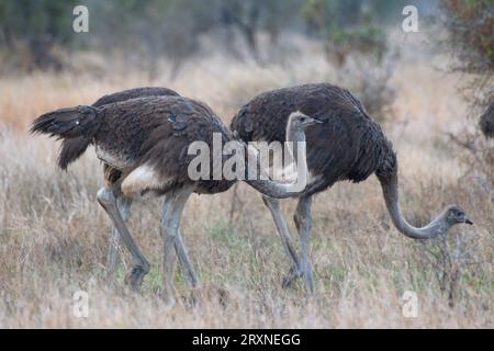 Ostriches in the savanna, Avestruces en la sabana Stock Photo
