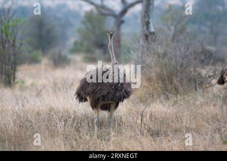 Ostrich in the savanna, Avestruz en la sabana Stock Photo