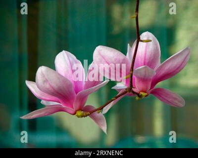 Magnolias, tulip tree (Liriodendron tulipifera) Stock Photo