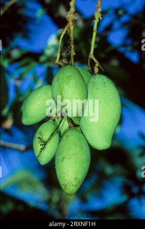 Mango (Mangifera indica) tree with fruit mango Stock Photo