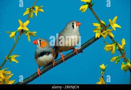 Zebra Finches (Taeniopygia guttata), pair Stock Photo