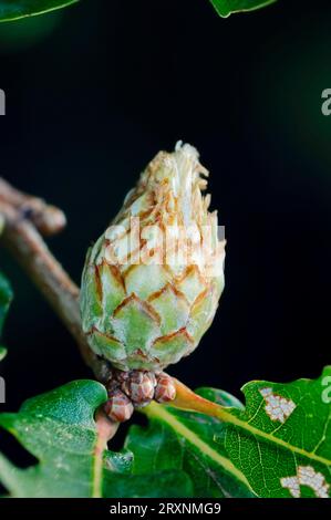 Oak artichoke gall (Andricus foecundatrix), gall apple, North Rhine-Westphalia, Germany Stock Photo