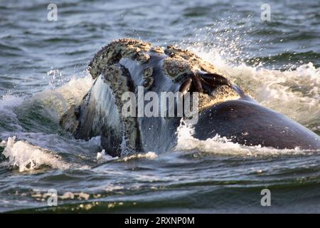 Southern Right Whale (Eubalaena australis), South Africa (Balaena glacialis australis) Stock Photo