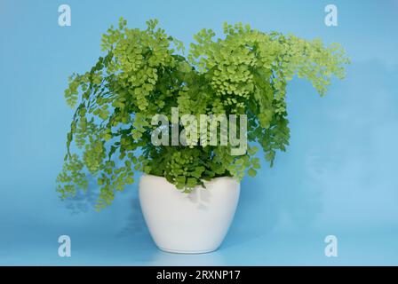 Maidenhair Fern (Adiantum raddianum) in pot, Maidenhair fern in flower pot, indoor, studio Stock Photo