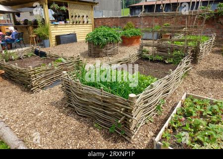 Vegetables growing in wicker raised beds on gravelled area in Cotswolds UK Stock Photo