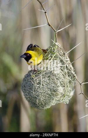 African Masked Weaver (Ploceus velatus), male, on nest, South Africa Stock Photo