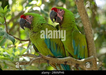 Military Macaws (Ara militaris) Stock Photo