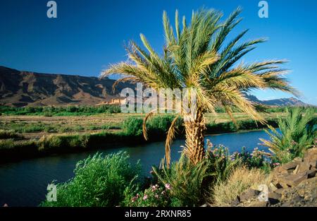 Palm tree by the river, near Tamnougalt residential castle, Draa Valley near Agdz, Morocco Stock Photo