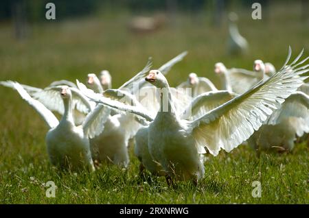 Domestic geese, free-range, goose, geese, Germany Stock Photo