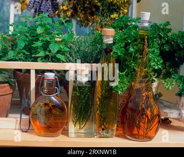 Windowsill with herbs and bottles with herb oil and herb vinegar, inside, herbs Stock Photo
