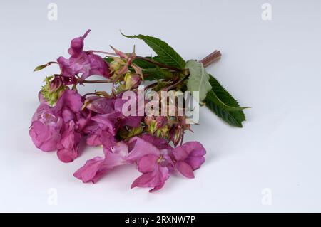 Himalayan balm, Indian balsam (Impatiens glandulifera), glandular balsam, balsaminaceae, indoor, studio, indoor Stock Photo