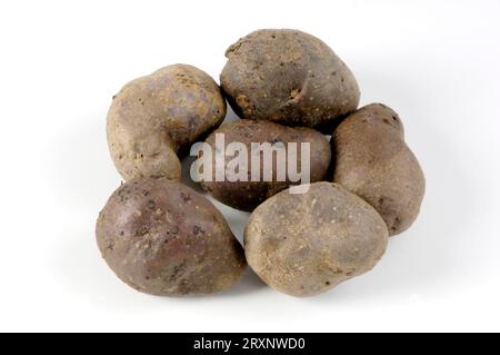 Potatoes 'Shetland Black', potatoes (Solanum tuberosum) 'Shetland Black', indoor, studio Stock Photo