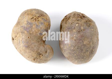 Potatoes 'Shetland Black', potatoes (Solanum tuberosum) 'Shetland Black', indoor, studio Stock Photo