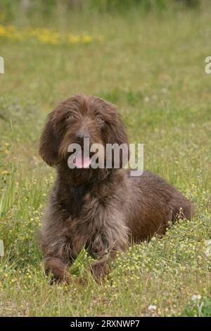 German Broken-coated Pointing Dog, Poodle Pointer, outdoor, outdoor Stock Photo
