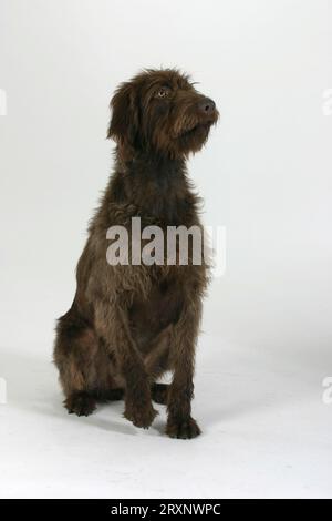 German Broken-coated Pointing Dog, Poodle Pointer, indoor, studio Stock Photo