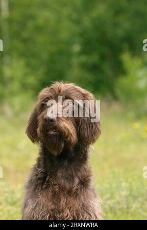 German Broken-coated Pointing Dog, Poodle Pointer, outdoor, outdoor Stock Photo