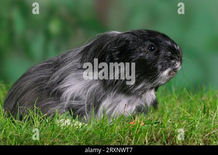 Sheltie Guinea Pig Pig Stock Photo