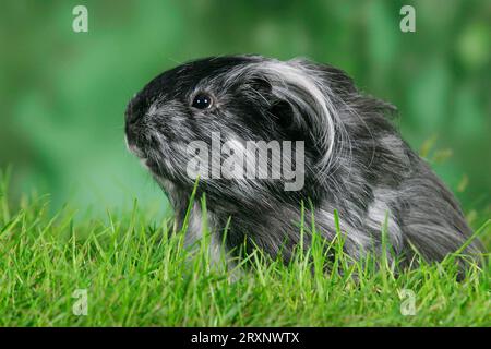 Sheltie Guinea Pig Pig Stock Photo