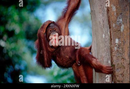Bornean orangutan, young male, Sepilok Sabah, Borneo (Pongo pygmaeus pygmaeus), Malaysia Stock Photo