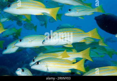 Five-lined Snapper, Ari atol, Maldives (Lutjanus quinquelineatus), Ari atoll, Five-lined Snapper, Maldives Stock Photo