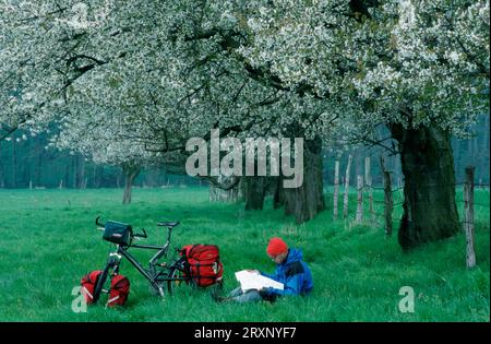 Cyclist under blossoming fruit trees reading map, Mecklenburg-Western Pomerania, Germany Stock Photo