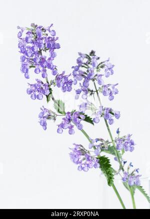 Nepeta cataria, commonly known as catnip, catswort, catwort, and catmint, is a species of the genus Nepeta in the family Lamiaceae Stock Photo