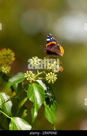red admiral butterfly (Vanessa atalanta) feeding on ivy in early September in Scotland Stock Photo