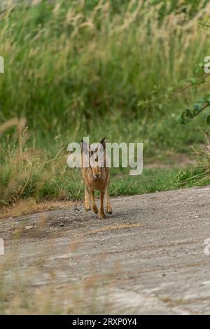 Brown hare standing on country path at Martin Mere nature reserve Lancashire Stock Photo