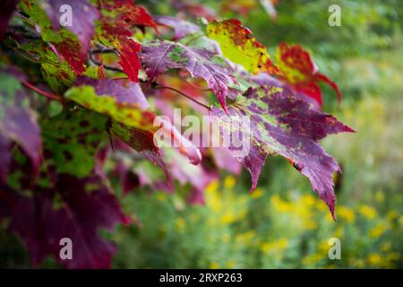 Maple leaves in the fall  turning colour in New Brunswick Stock Photo