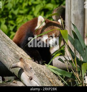 Red panda eating bamboo leaves on wooden branch in zoo enclosure Stock Photo