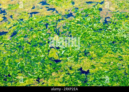 A small section of green algae, known as algal growth or bloom, developing on the surface of a small pond in the early summer. Stock Photo