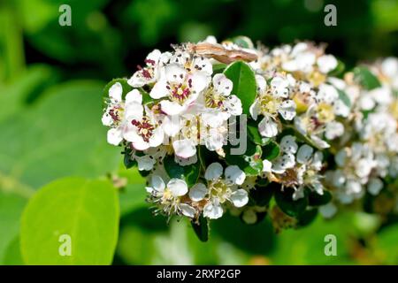 Close up of the white flowers of a small shrub, possibly a Cotoneaster, possibly cotoneaster dammeri. Stock Photo