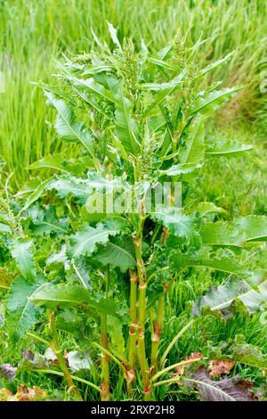 Curled Dock (rumex crispus), close up of a large stand of the common plant showing the distinctive curled and wavy edges to the leaves. Stock Photo