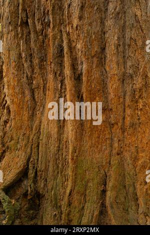 Detailed close-up of weathered tree bark texture showing natural patterns and rich brown colours Stock Photo