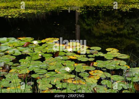 Water lilies floating on dark pond surface with white flowers and green lily pads Stock Photo