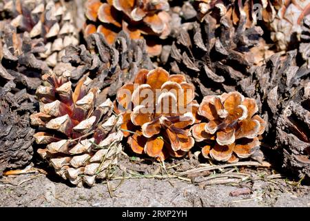 Scot's Pine (pinus sylvestris), close up showing a cluster of old mature pine cones laying on the dirt beneath the tree from which they have fallen. Stock Photo