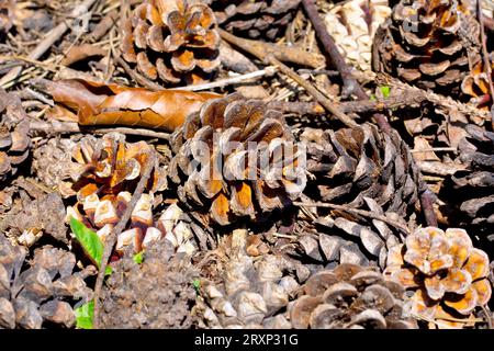 Scot's Pine (pinus sylvestris), close up focusing on a single old mature pine cone amongst the detritus beneath the tree from which it has fallen. Stock Photo
