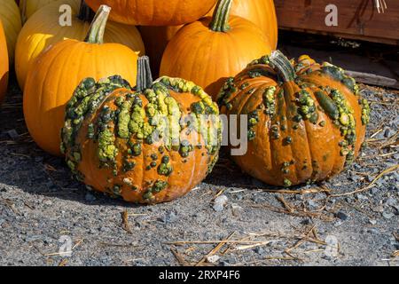 Colorful Pumpkins and Gourds on display in the fall Stock Photo