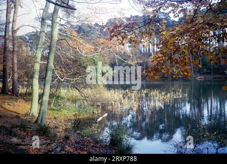 Woodland trees and lake at Black Park Country Park, Slough, Buckinghamshire, England, Uk 1966 Stock Photo