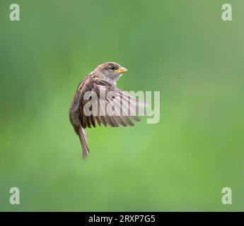 Close up of wild, UK female house sparrow bird (Passer domesticus) hovering in midair, spread wing displaying primary feathers, natural green backdrop. Stock Photo