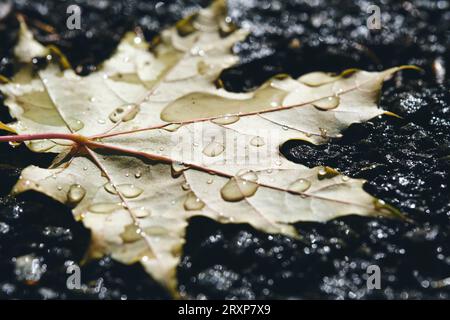 Fallen maple leaf lies on asphalt in drops of autumn rain Stock Photo