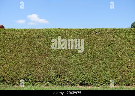 Hecke Sichtschutz in Gartenanlage Wien, 26. 09. 2023 Hecke