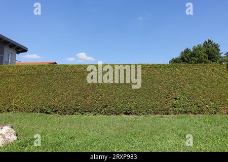 Hecke Sichtschutz in Gartenanlage Wien, 26. 09. 2023 Hecke